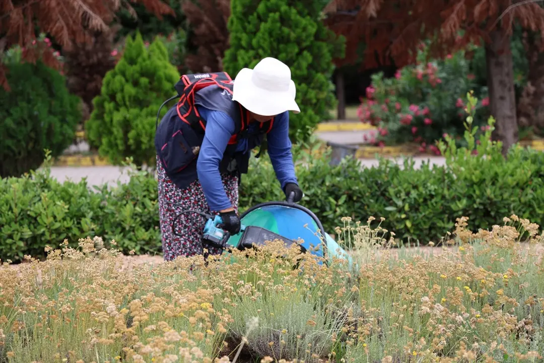 Kocaeli Completes Harvest of 41 Medicinal and Aromatic Plants
