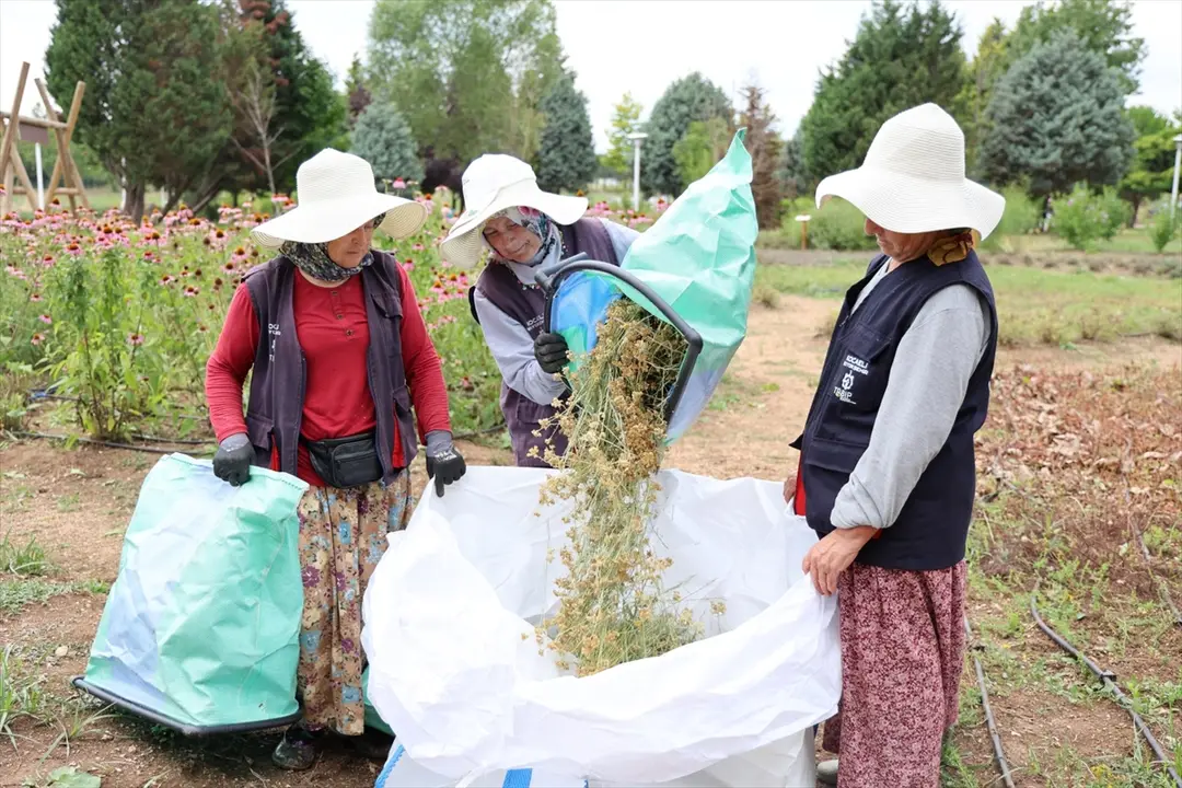 Kocaeli Completes Harvest of 41 Medicinal and Aromatic Plants