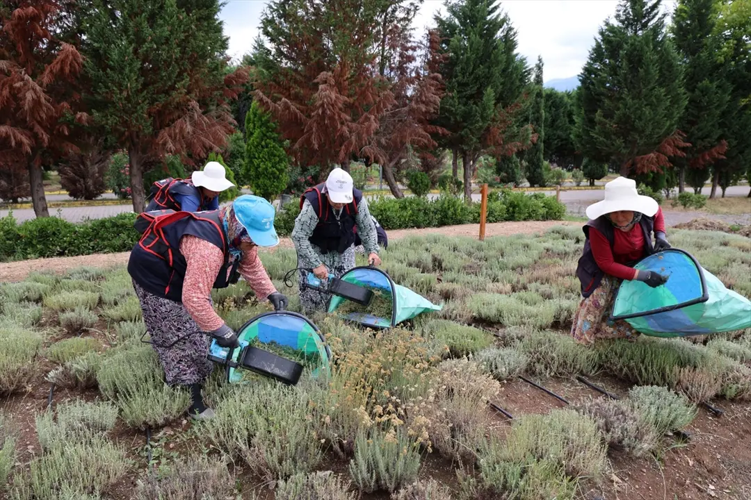 Kocaeli Completes Harvest of 41 Medicinal and Aromatic Plants