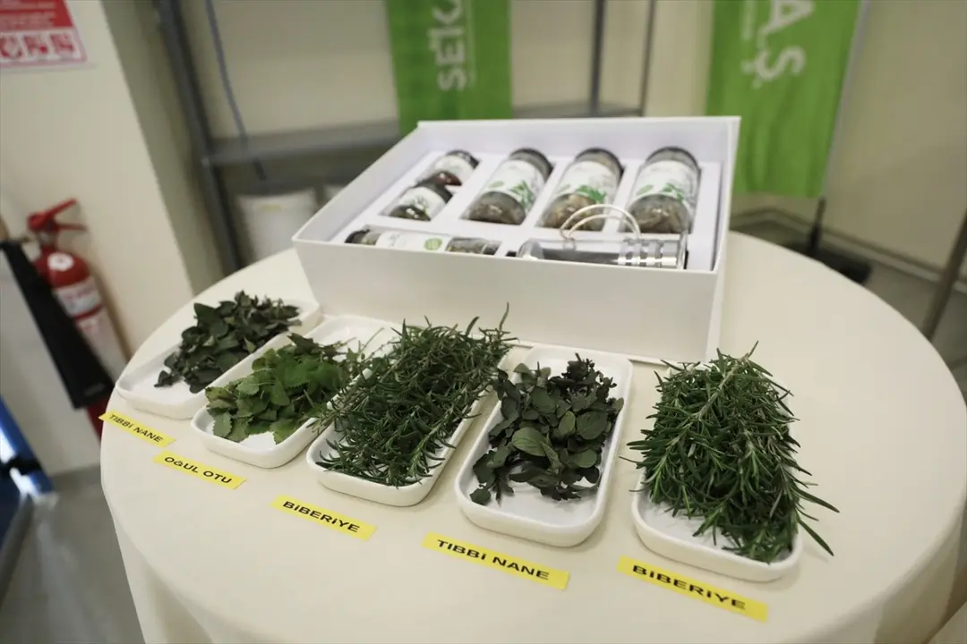 Kocaeli Completes Harvest of 41 Medicinal and Aromatic Plants