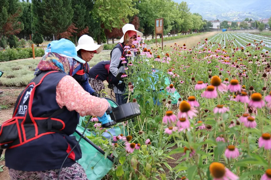 Kocaeli Completes Harvest of 41 Medicinal and Aromatic Plants