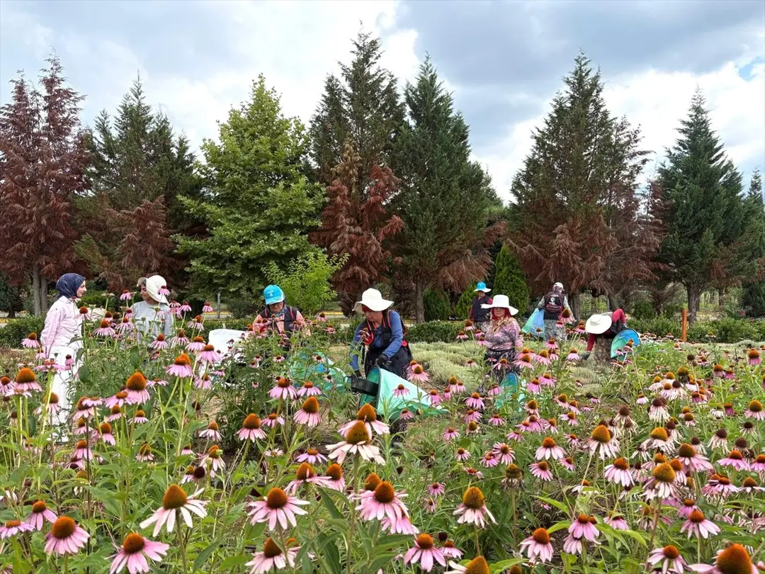 Kocaeli Completes Harvest of 41 Medicinal and Aromatic Plants