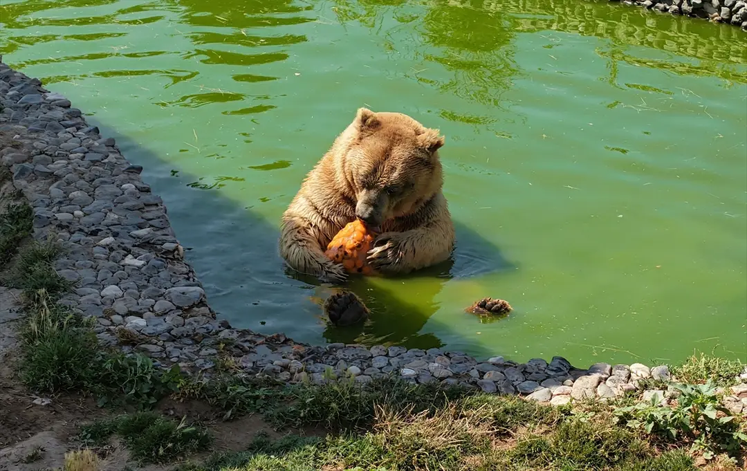Kayseri Zoo: Special Cooling Cocktails for Animals