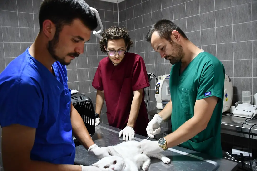 Veterinär Tetik: Mammatumor der Katze Pamuk operativ entfernt