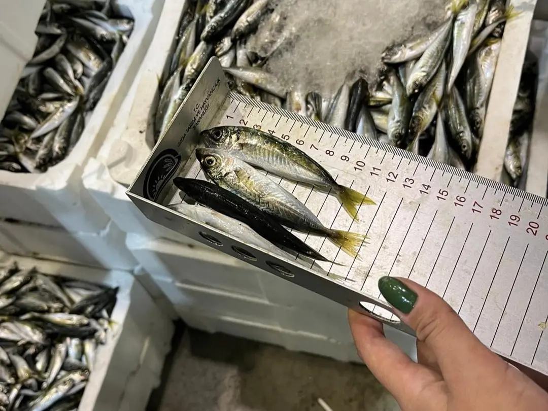 İzmir'de 241 kilogram yasa dışı avlanmış su ürününe el konuldu