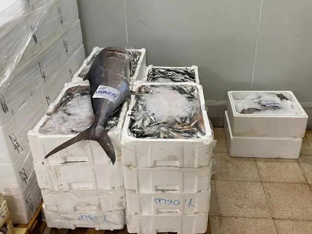 İzmir'de 241 kilogram yasa dışı avlanmış su ürününe el konuldu