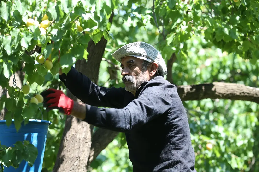 İl Müdürü Aydın: Kağızman Kayısısı Mikroklima Sayesinde Lezzetli