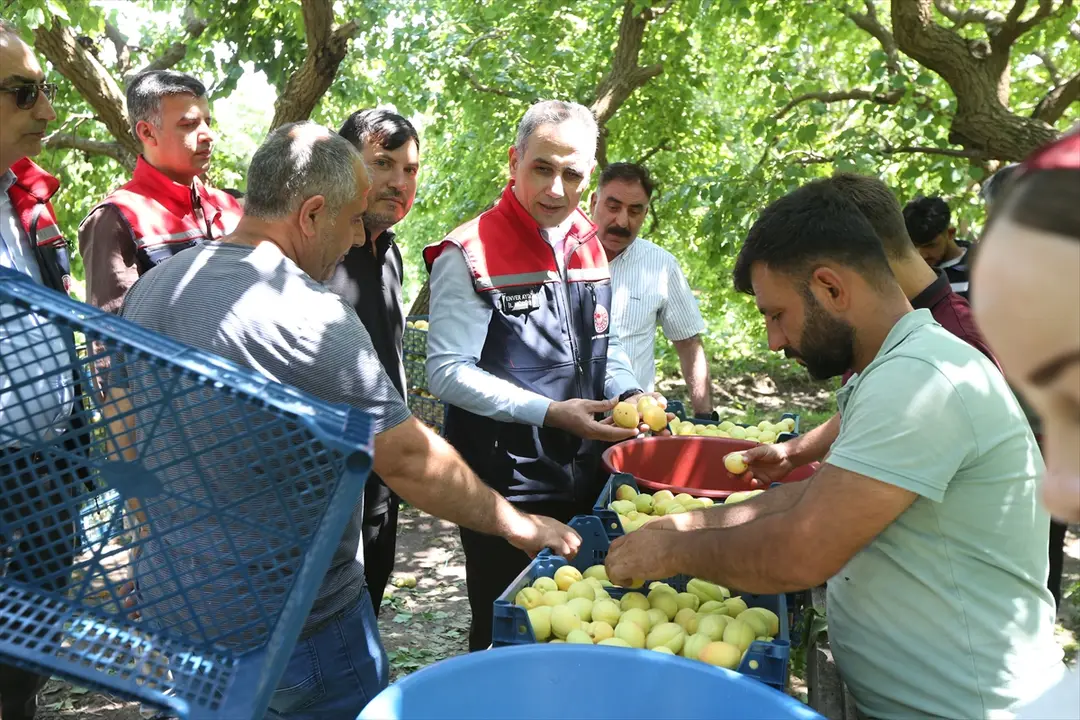 İl Müdürü Aydın: Kağızman Kayısısı Mikroklima Sayesinde Lezzetli