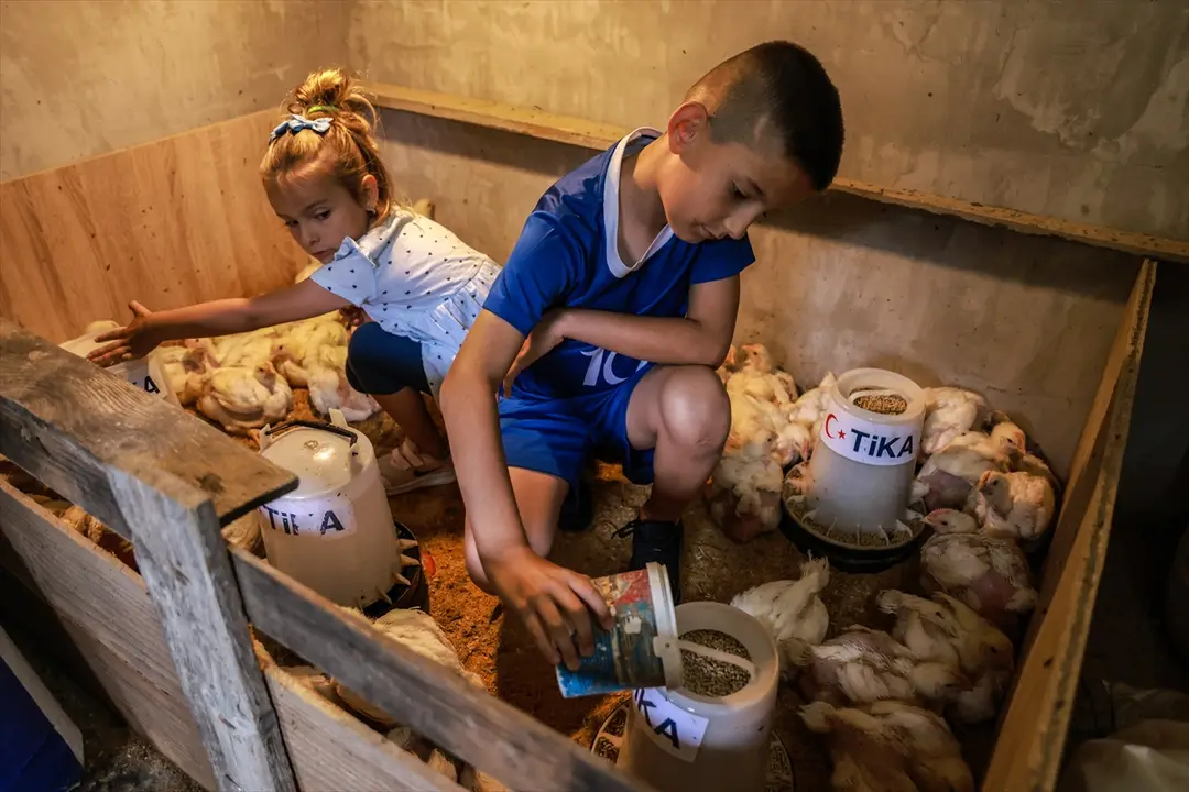TİKA: Bosna Hersek'te yetim ailelerine kümes hayvanı desteği