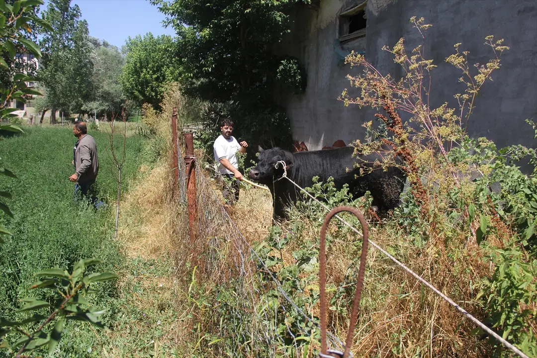 Sivas'ta kaçan angus boğa 2 saatlik kovalamacayla yakalandı