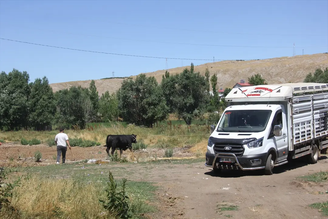 Sivas'ta kaçan angus boğa 2 saatlik kovalamacayla yakalandı
