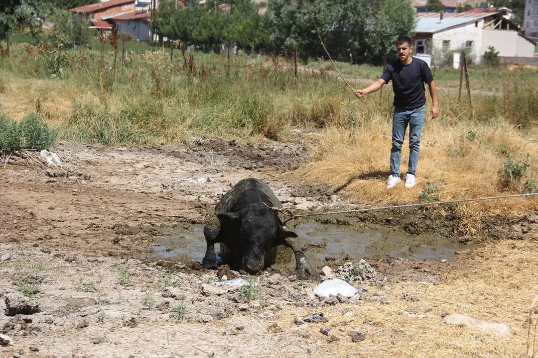 Sivas'ta kaçan angus boğa 2 saatlik kovalamacayla yakalandı