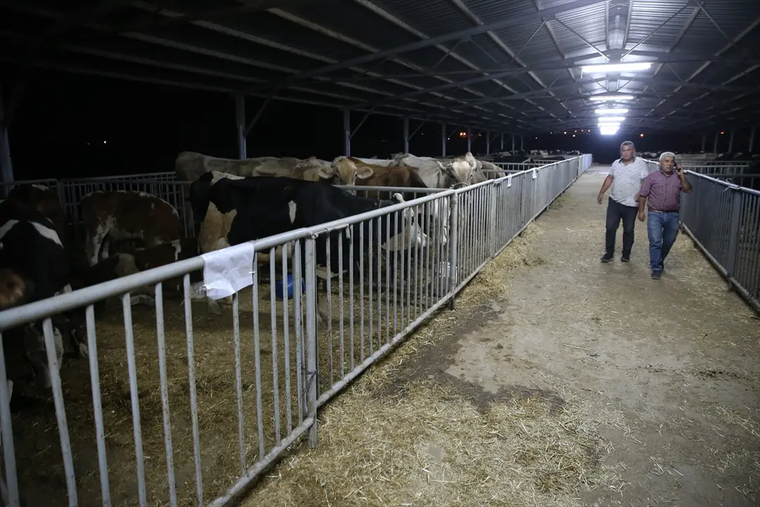 Aydın Çine Orman Yangını: Havadan ve karadan müdahale sürüyor