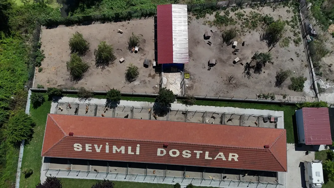 Sakarya'da sahipsiz köpekler toplatıldı, şikayetler azaldı