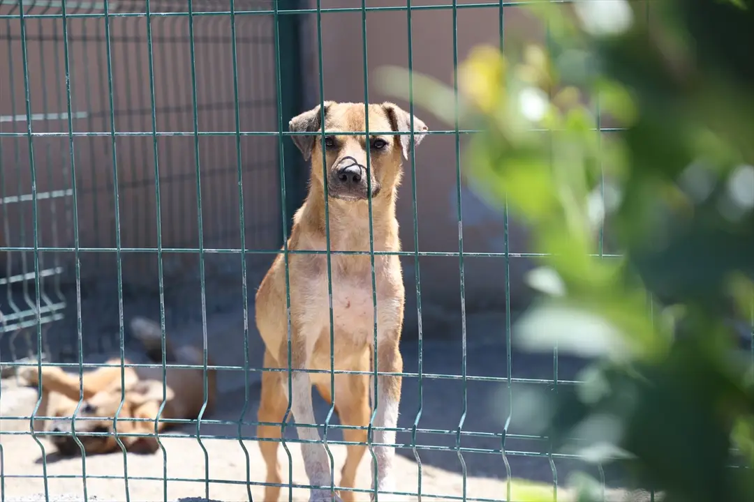 Sakarya'da sahipsiz köpekler toplatıldı, şikayetler azaldı