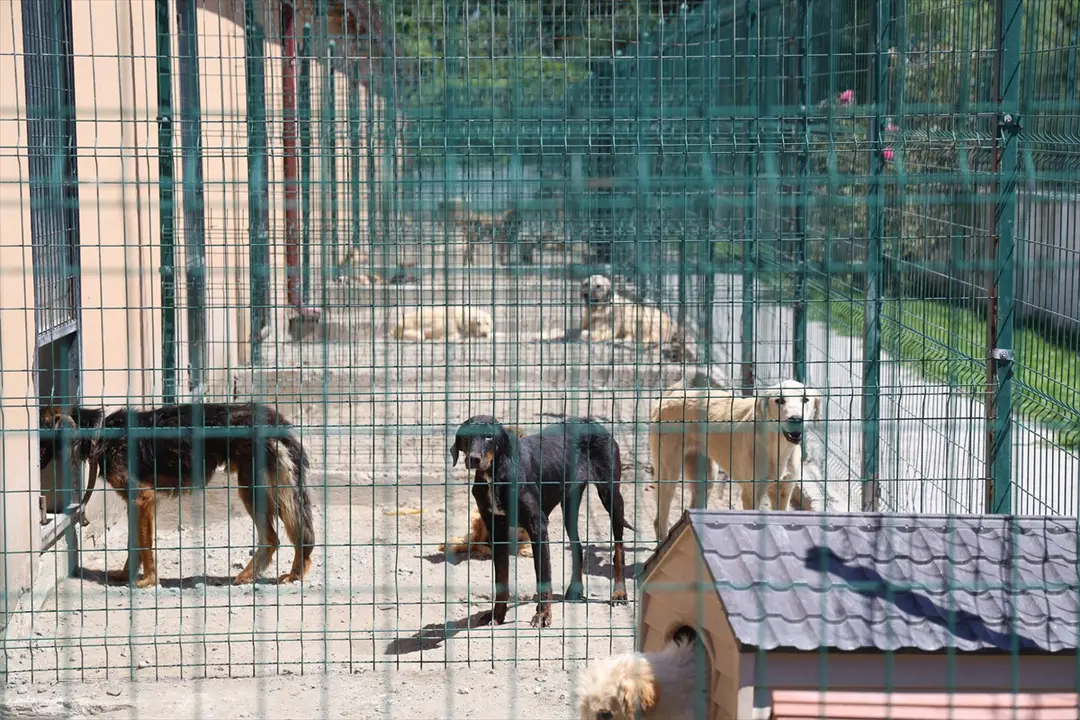 Sakarya'da sahipsiz köpekler toplatıldı, şikayetler azaldı