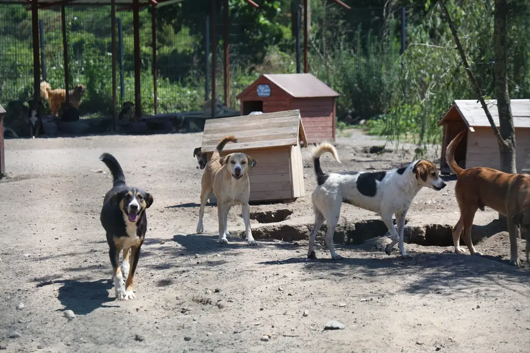 Sakarya'da sahipsiz köpekler toplatıldı, şikayetler azaldı