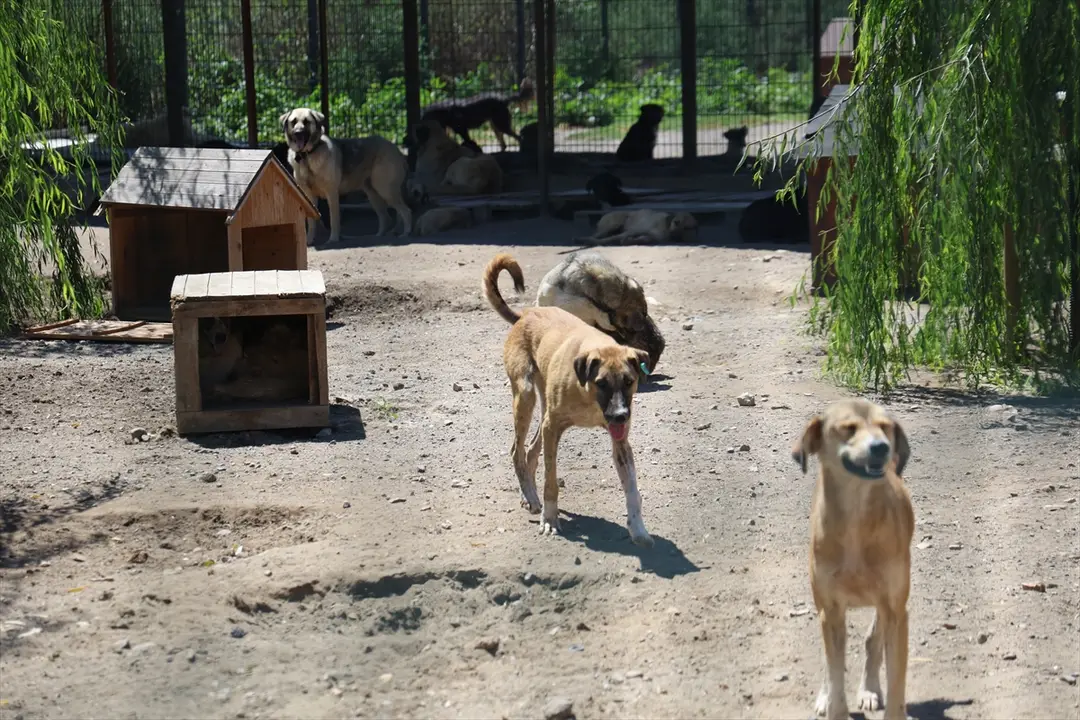 Sakarya'da sahipsiz köpekler toplatıldı, şikayetler azaldı