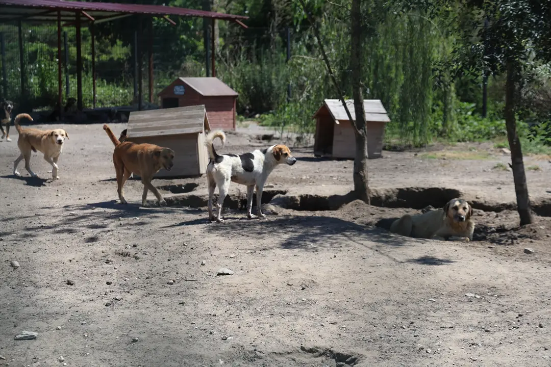 Sakarya'da sahipsiz köpekler toplatıldı, şikayetler azaldı