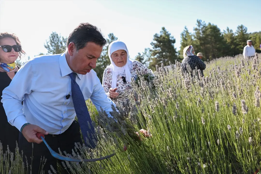 Muğla'da Koku Vadisi'nde lavanta hasadı şenlikle başladı