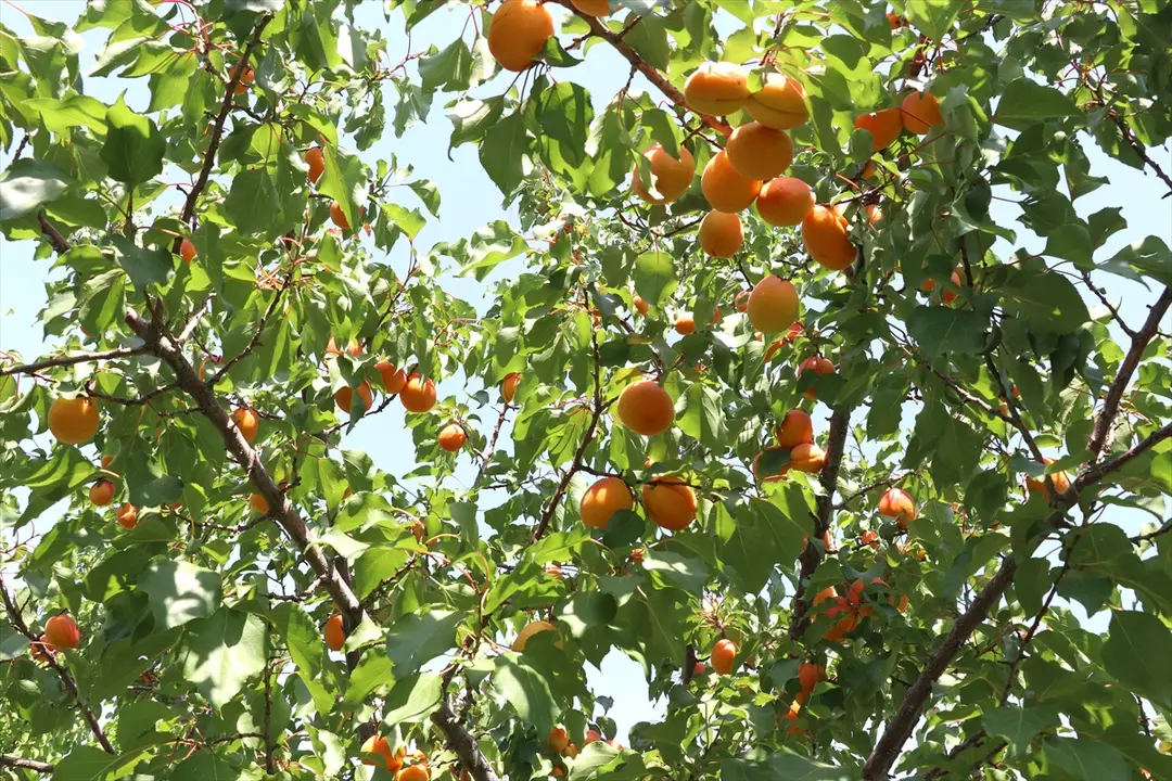 Kaymakam Ayvat: Ağrı Dağı eteklerinde meyve hasadı başarı