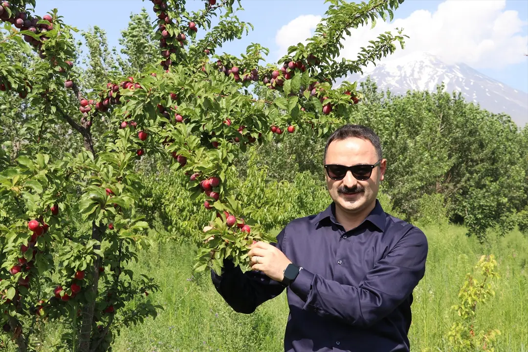 Kaymakam Ayvat: Ağrı Dağı eteklerinde meyve hasadı başarı