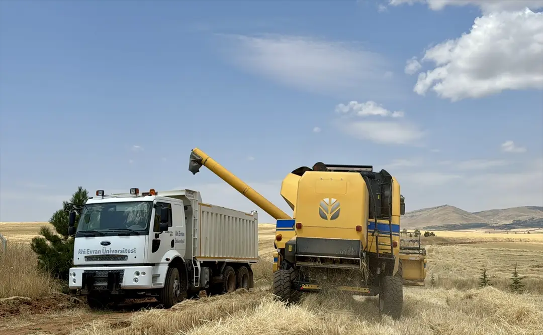 Kırşehir'de doğru tohum ve yağışla buğday verimi %100 arttı