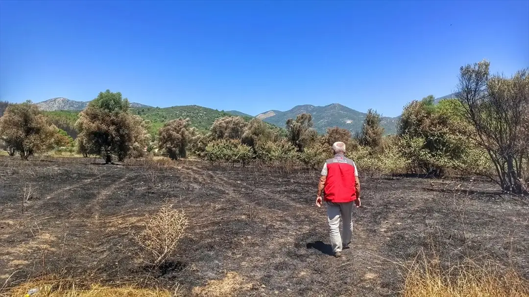 Fethiye yangını: Tarım alanlarında hasar tespiti sürüyor