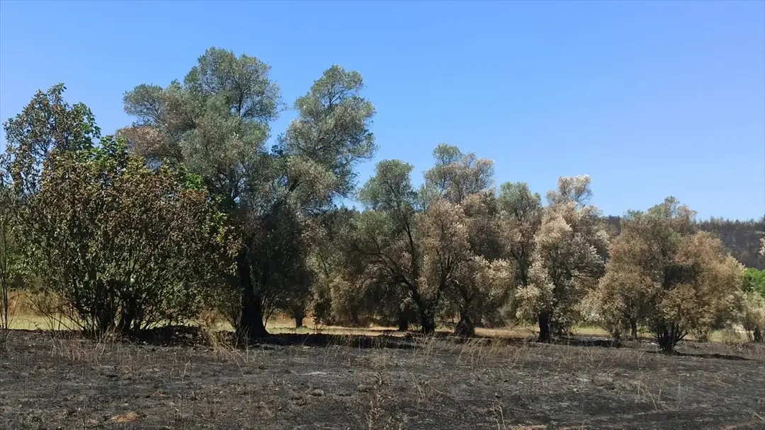 Fethiye yangını: Tarım alanlarında hasar tespiti sürüyor