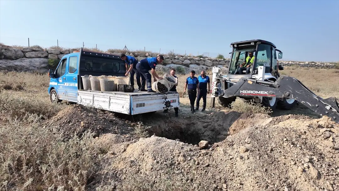 Mersin'de ele geçirilen 200 kilogram bozuk midye dolma imha edildi