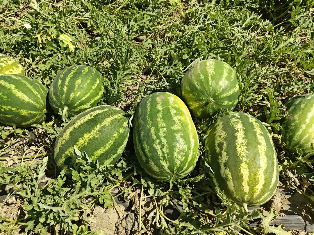 Muş Ovası'nda karpuz hasadı başladı