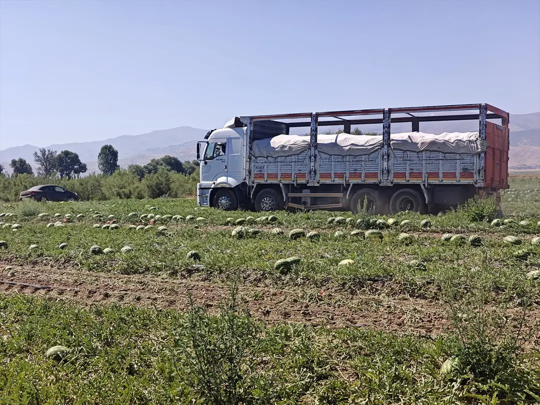 Muş Ovası'nda karpuz hasadı başladı