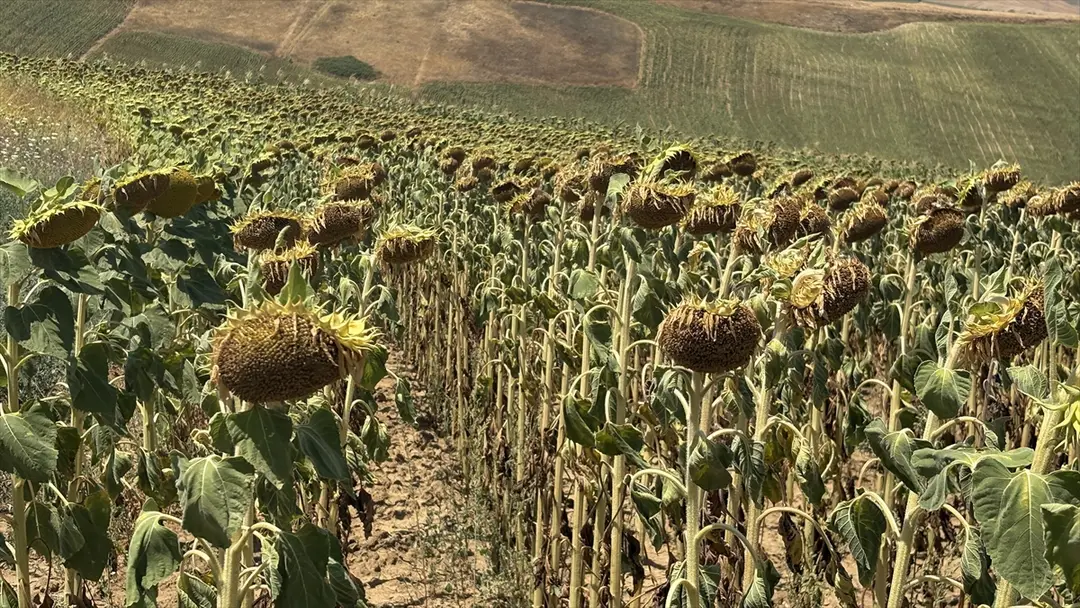 Trakya'da ayçiçeği hasadı bekleniyor: Yüksek verim umudu