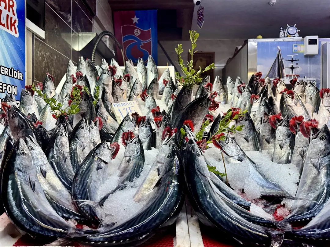 Trabzon balıkçıları: Palamut 100-125 liradan satılıyor