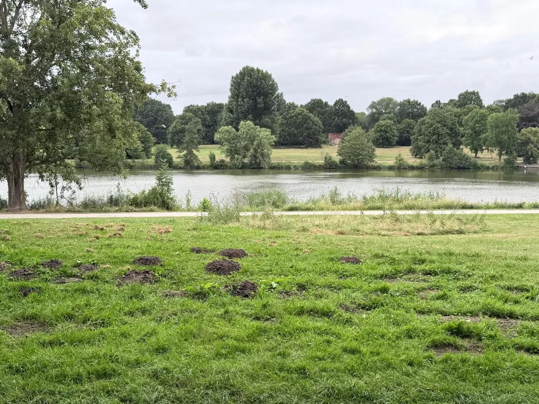 Odak Internationales Kulturzentrum: „Hallo Sommer Picknick“ in Münster