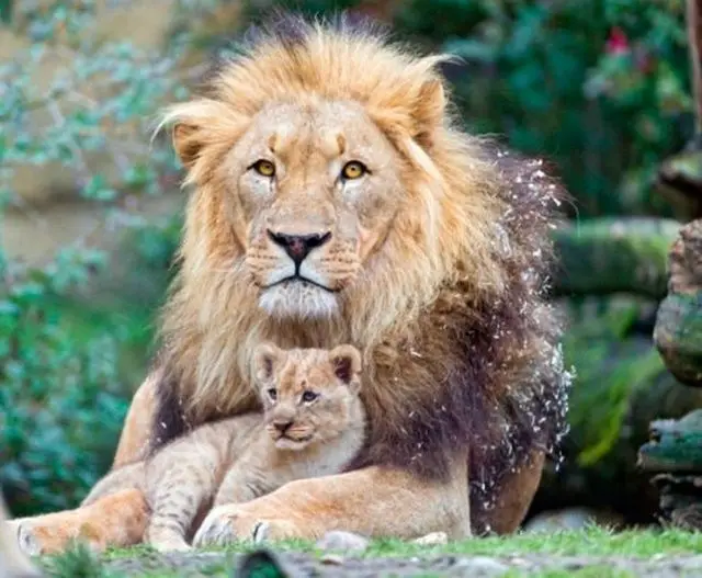 Lion Cub Euthanized at Nuremberg Zoo