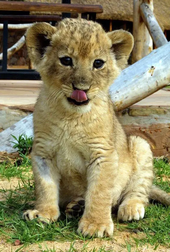 Lion Cub Euthanized at Nuremberg Zoo