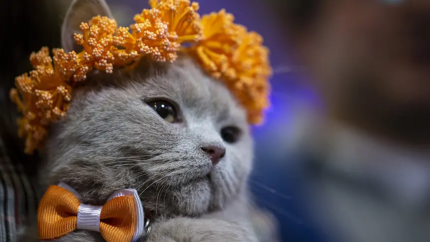Başkentte 'Kedi Güzellik Festivali' düzenlendi