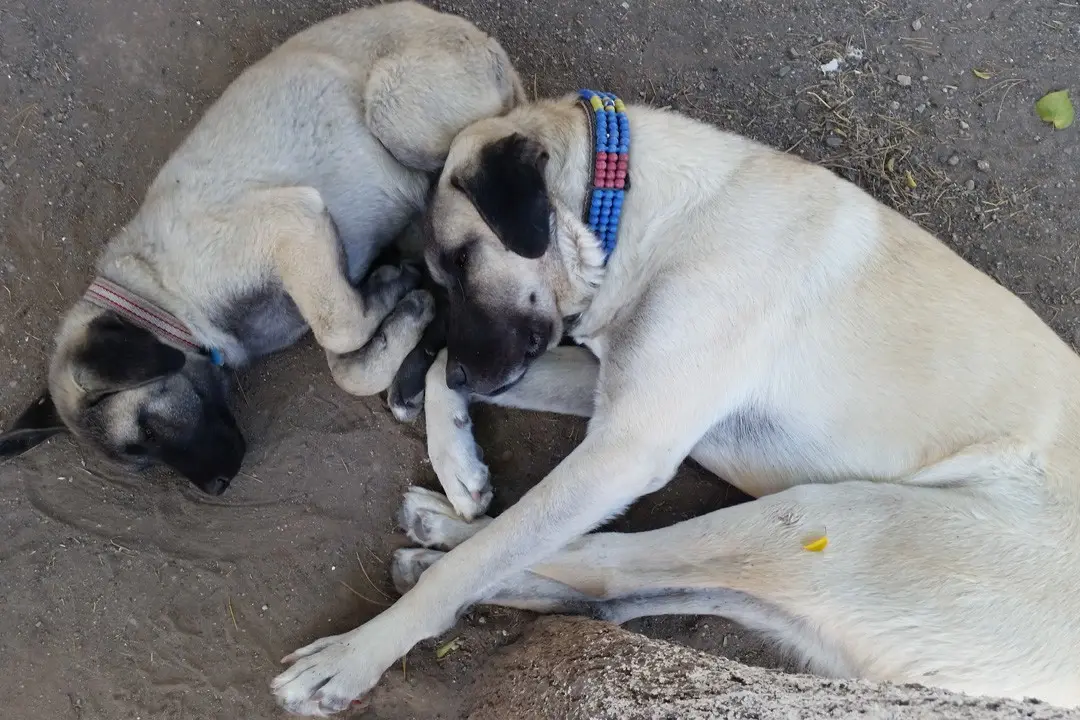 Kangal Suç İşlemişse; Bunun Nedeni Yine insandır