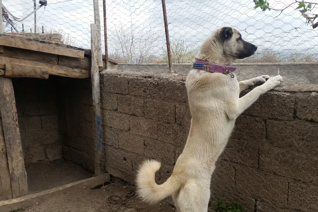 Kangal Suç İşlemişse; Bunun Nedeni Yine insandır