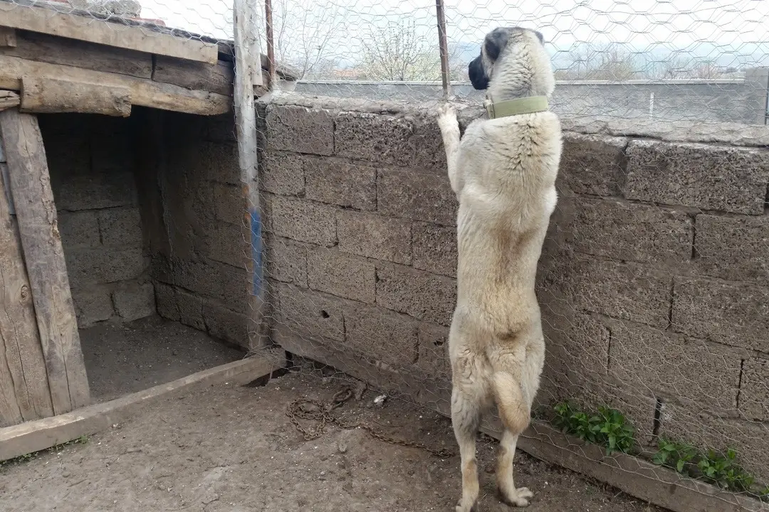 Kangal Suç İşlemişse; Bunun Nedeni Yine insandır
