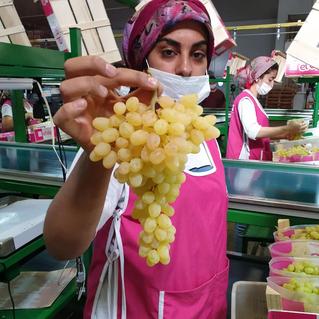 Üzümde ’erken kesim’ ihracatı olumsuz etkiliyor