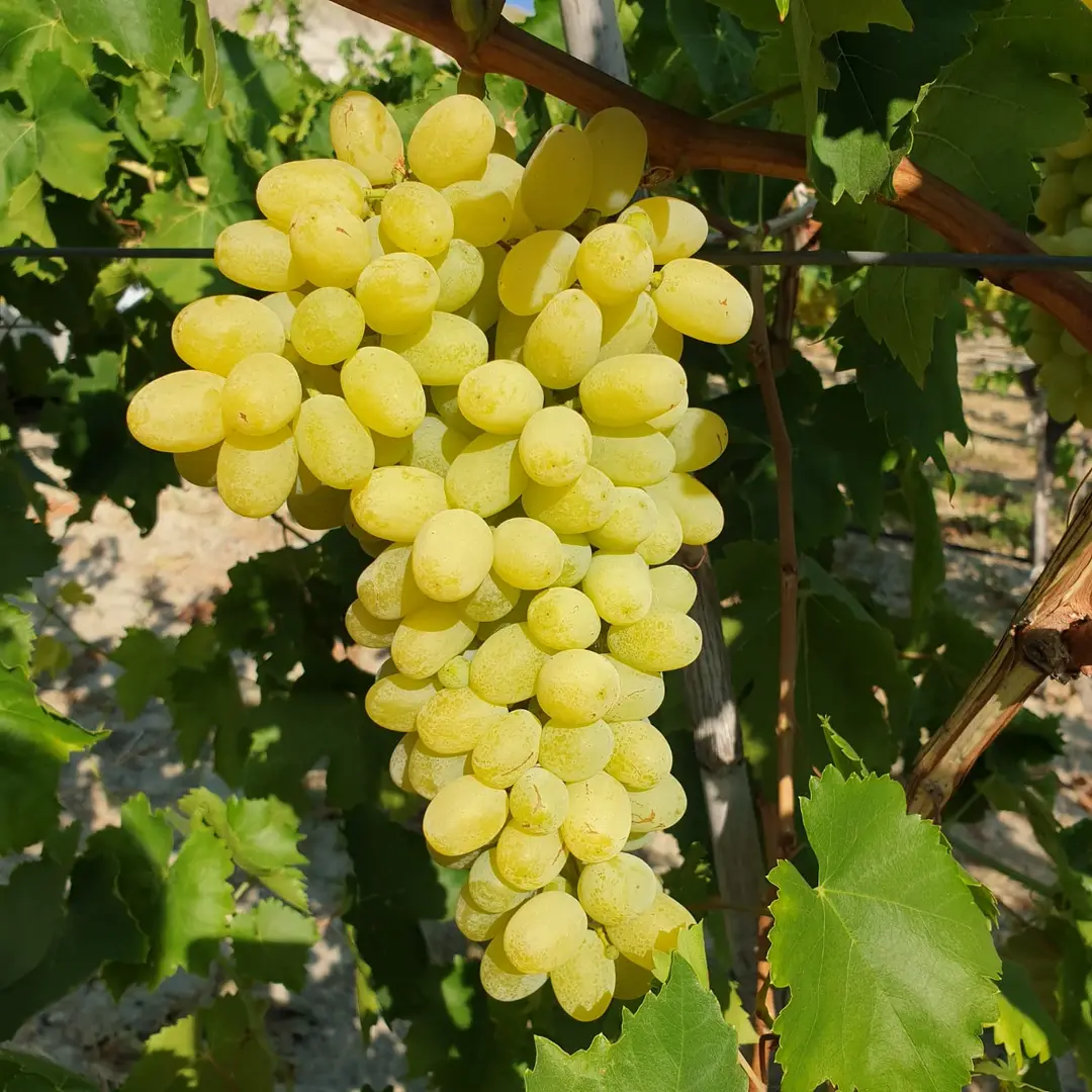 Üzümde ’erken kesim’ ihracatı olumsuz etkiliyor