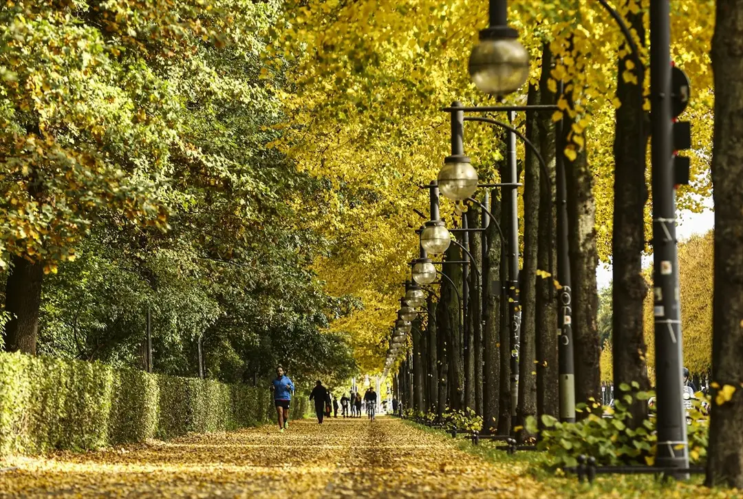 Berlin güz renkleriyle büyülüyor