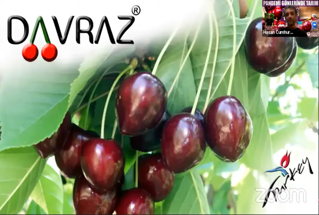 5 kıtaya kiraz ihracatı yapan Türkiye’de 27 kiraz türü ıslah edilecek
