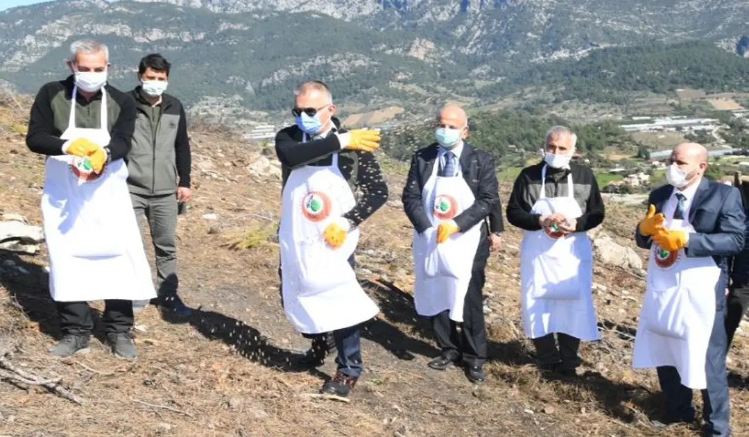 Yanan Adrasan ormanları yeniden ağaçlandırılacak