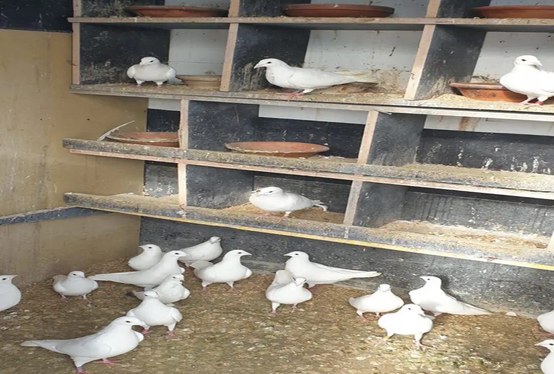 45 yıldır güvercin besliyor