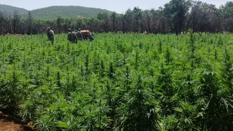 Diyarbakır’da 22 Milyon Kök Kenevir Ele Geçirildi