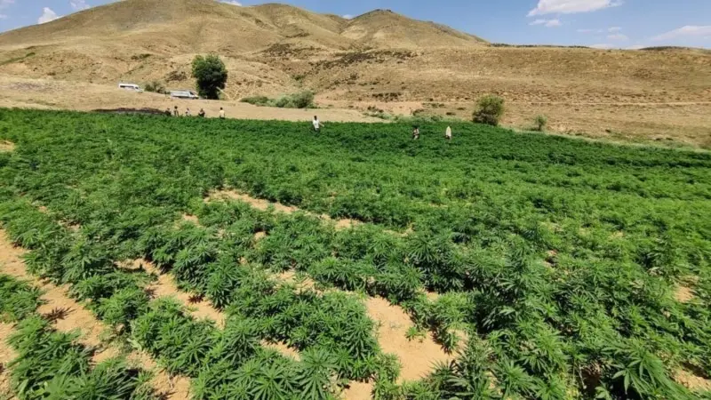 Bingöl’de Damla Sulama Sistemli Uyuşturucu Tarlası