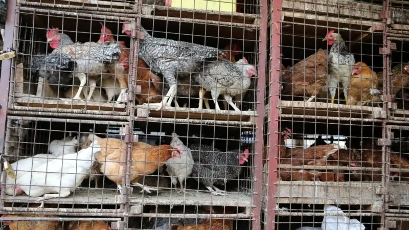 50,54 Milyon Kümes Hayvanı Kuş Gribinden Öldü